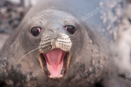 Preview: Weddell seal pup, Antarctica