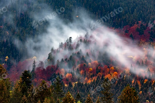 Preview: Silhouette of forest with dense fog at dusk. Image taken with long exposure technic.
