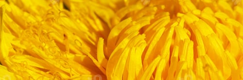Preview: Blooming yellow dandelion on a dark background. Macrophotography. Banner. Selective focus.
