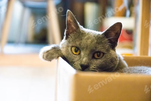 Preview: NOMINATED • Cute little cat sitting in her cardboard box