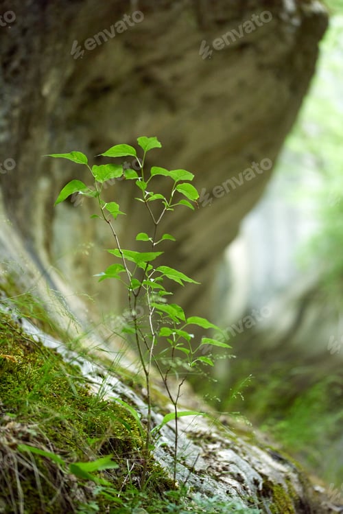 Preview: Lush green plant growing from between large rocks on the edge of a deep ravine