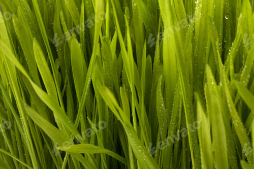 Preview: Beautiful grass with early dew background
