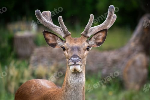 Preview: Red deer (scientifically Cervus elaphus), young male.