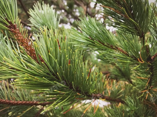 Preview: Pine needles