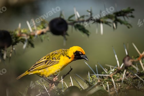 Preview: Speke's Weaver (Ploceus spekei) on African wildlife safari holiday in Kenya, Africa