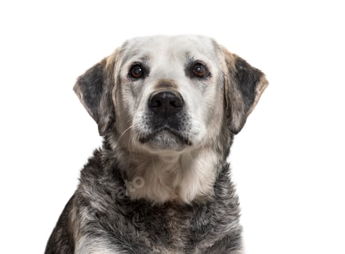 Preview: Close-up on a old Mixed-breed dog, isolated on white