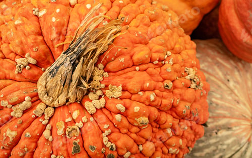 Preview: Ugly Pumkins and Gourds Piled up in a Traditional Fall Produce Display