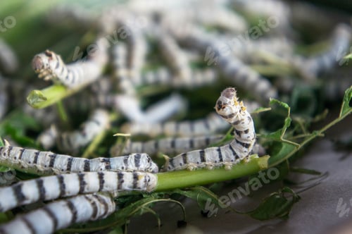Preview: silk worm eating mulberry leaf (focus silk worm) worm larvae