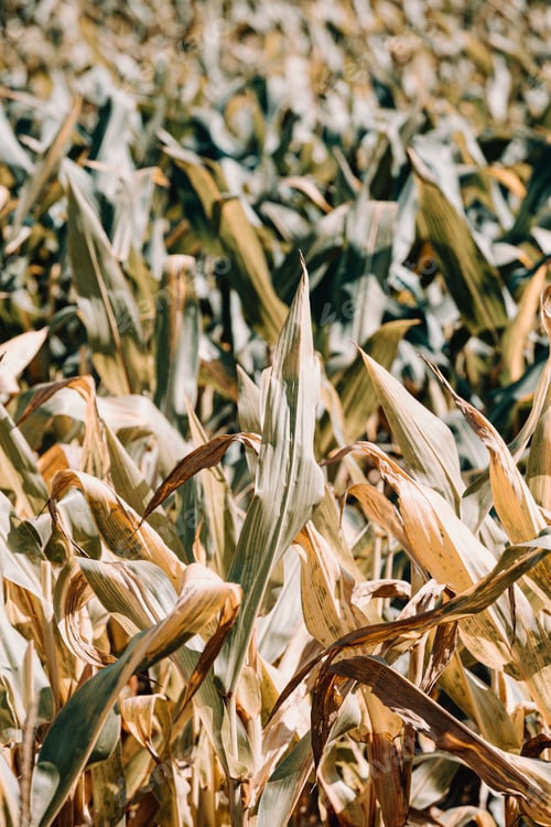 Preview: A close up of a cornfield on vintage tones