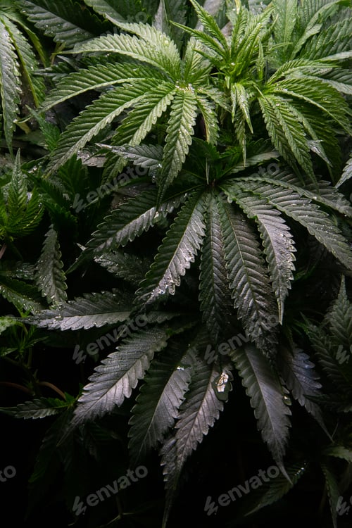 Preview: Growing marijuana indoors. Cabin cultivation with controlled light. Medical marijuana. Self-cultivat