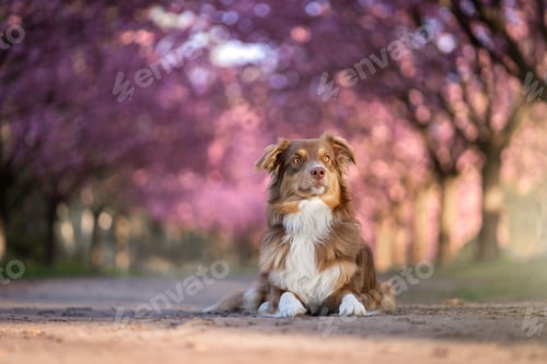 Preview: Brown and white Australian Shepherd in the forest with pink cherry blossom tree background
