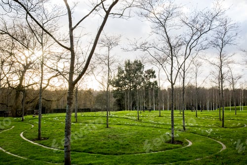 Preview: A garden in winter, young trees in grass with paths cut through the grass.