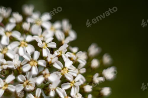 Preview: Little flowers close up on green background.