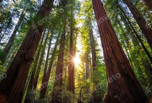 Preview: Sunrise In The The Redwoods At Redwoods National And State Parks California