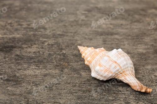 Preview: Beach seashells on colored background. Mock up with copy space