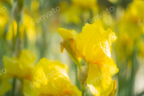 Preview: Interesting, beautiful flower background, wallpaper, Iris yellow