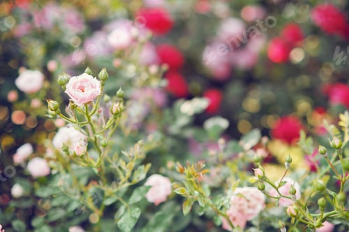 Preview: Bushes of pink roses in the garden. Soft focus, blurred background.