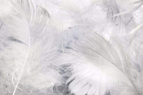 Preview: white duck feathers with visible details. textura or background