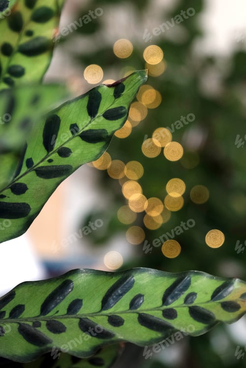 Vista previa: Green houseplant with yellow blurry lights in the background