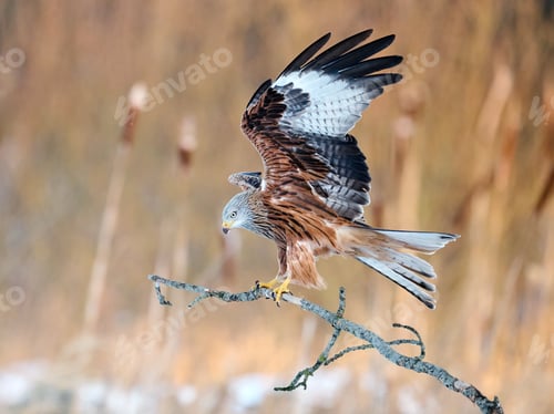 Preview: Red kite (Milvus milvus)
