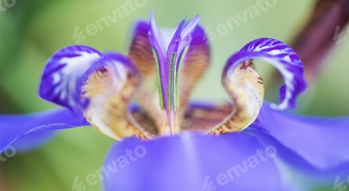 Preview: exotic tropical purple flower with green pollen