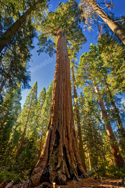Preview: Giant Sequoia Rising, General Grant Grove, Sequoia & Kings Canyon National Park
