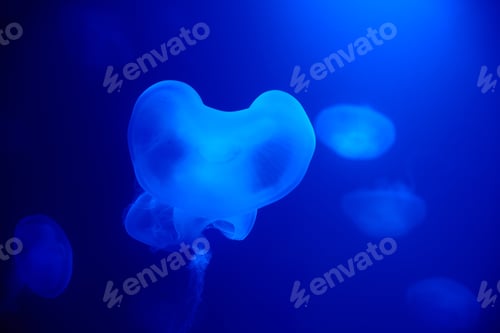Preview: Jellyfish swims under water in aquarium