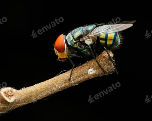 Preview: fly