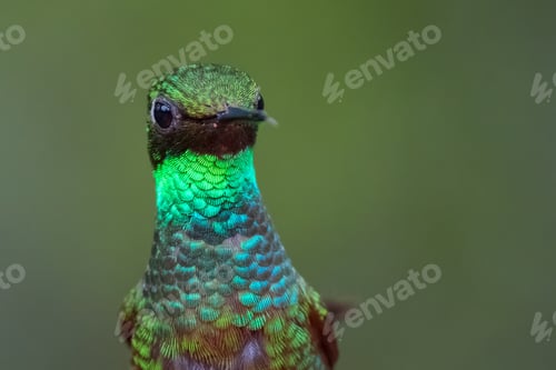 Preview: Ocreatus underwoodii (booted racket-tail). Portrait of a dazzling iridescent hummingbird.