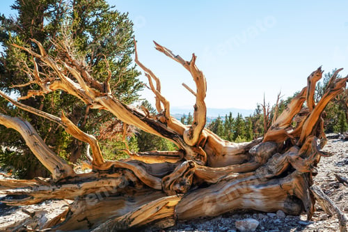 Preview: Ancient tree