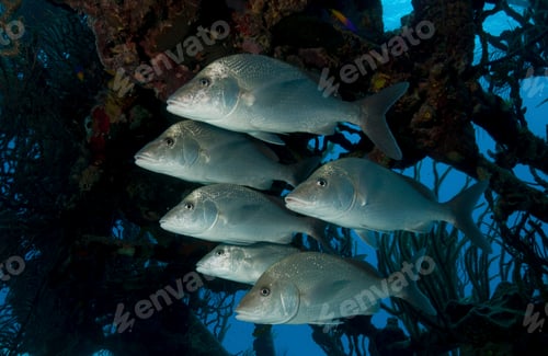 Preview: A school of fish calmly swimming in the ocean depths.