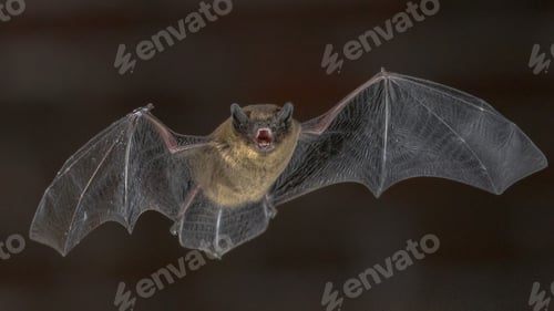 Preview: Shouting Pipistrelle bat in flight