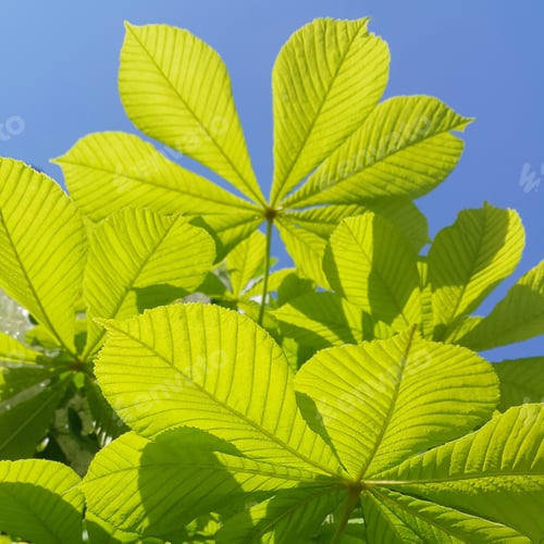 Preview: Fresh green leaves of chestnut on blue sky background