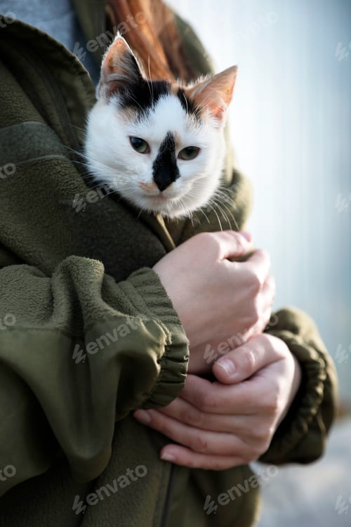 Preview: Soldier in uniform warming little stray cat on blurred background, closeup