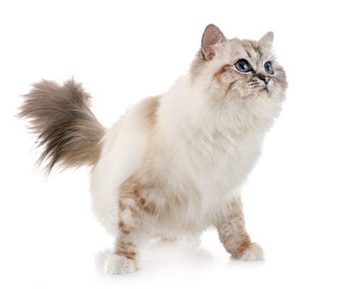 Preview: birman kitten in studio