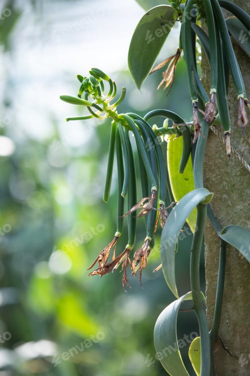 Preview: The young vanilla pod after being pollinated.