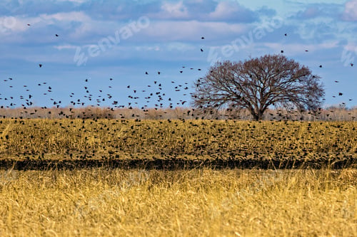 Preview: Blackbird Tree