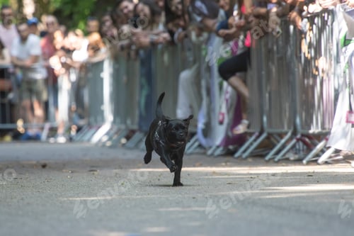 Preview: Dog agility competition.