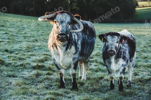 Preview: English Longhorn cow and calf standing on a pasture.