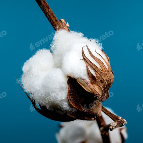 Preview: Cotton Bolls on Branch on blue background