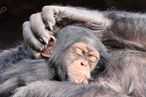 Preview: chimpanzee (Pan troglodytes) portrait