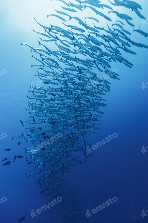 Preview: School of barracuda swimming together in the deep blue ocean