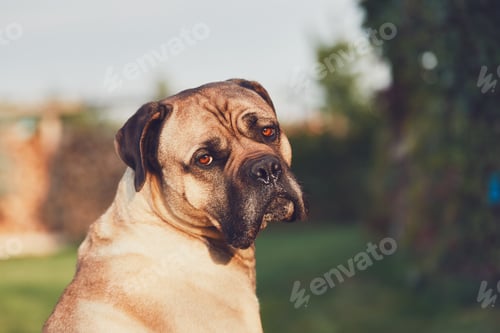 Preview: Sad look of the huge dog