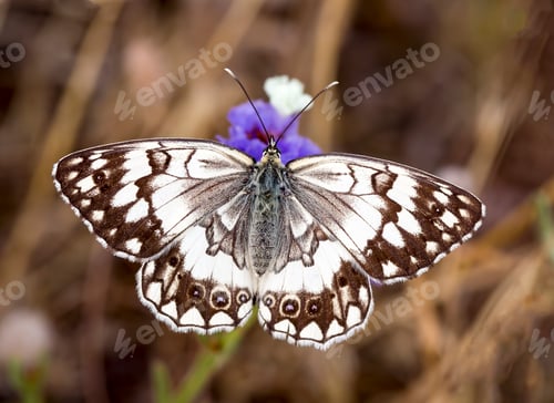 Preview: Beatiful butterfly on the plant in nature.
