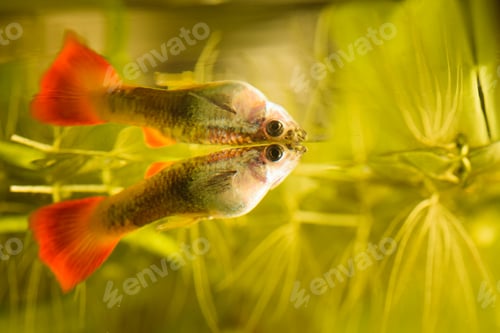 Preview: Female Guppy Poecilia reticulata colorful rainbow tropical aquarium fish