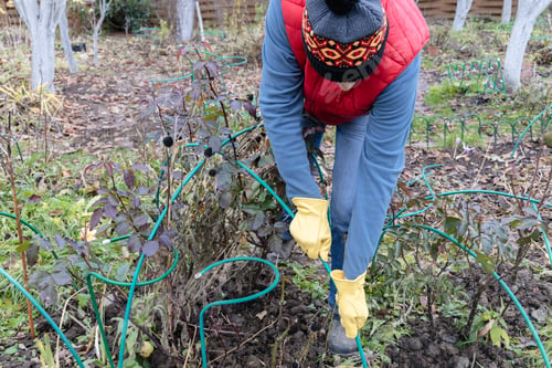Preview: Winter Protection for garden, winter shelter for garden plants, shelter rhododendrons