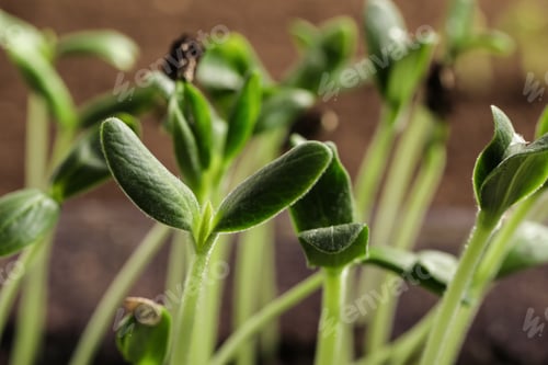 Preview: Little green seedlings growing in soil, closeup view