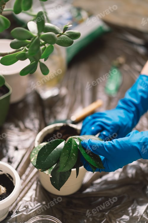 Preview: A person is carefully transplanting a houseplant into a new pot.