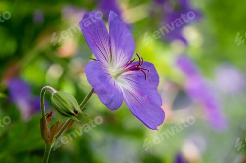 Preview: Blooming meadow crane's-bill flower, Geranium pratense in the blurred background