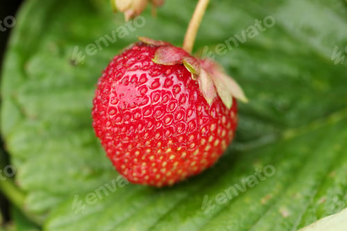 Preview: Strawberry